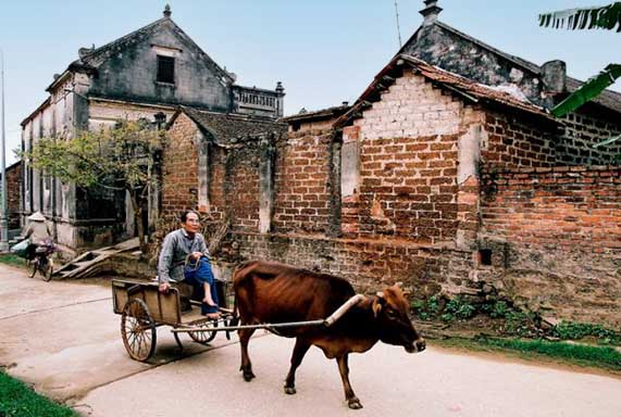 Ox cart and driver in Duong Lam ancient village, Vietnam