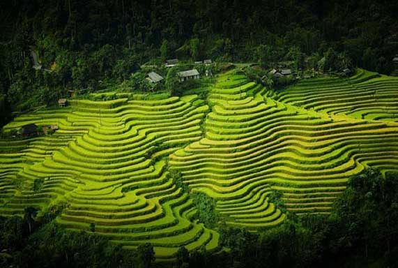 Terraced rice fields in Pu Luong National Park, Vietnam