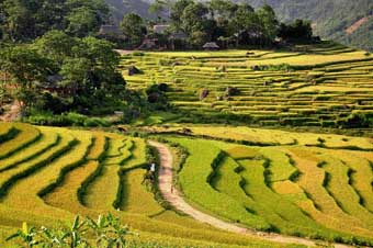 Terraced rice fields in the Mai Chau area