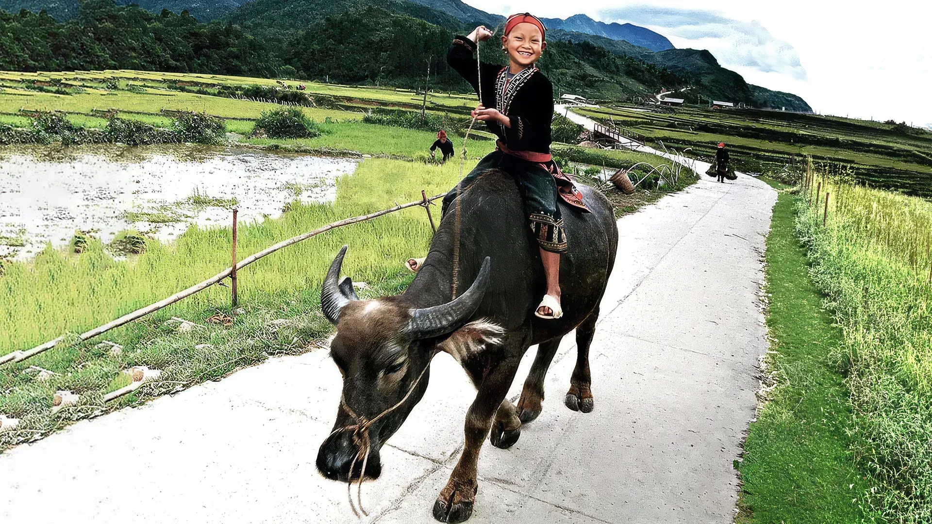 Child riding a water buffalo through rice terraces in Mai Chau, Vietnam