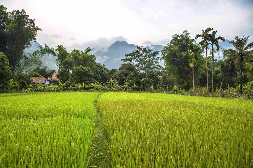 mai Chau village and rice paddy
