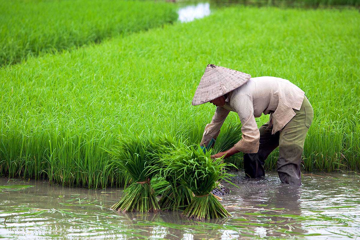 Rice paddy famer in Vietnam